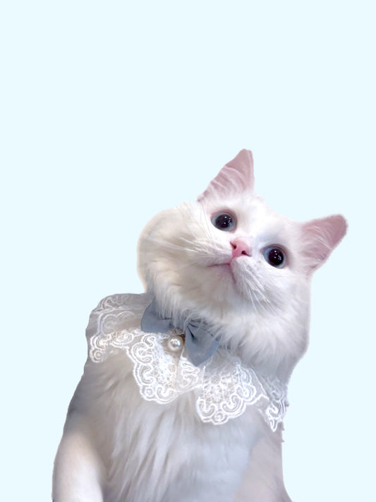 Ballerina Lacey Pet Collar