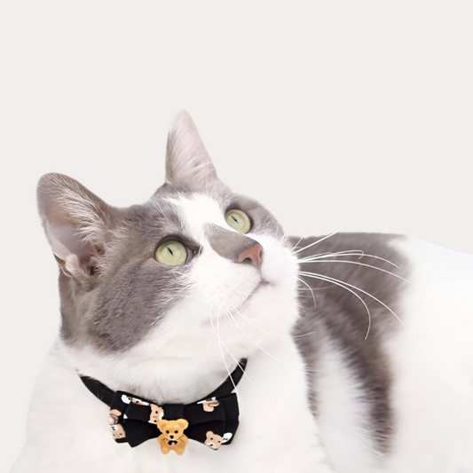 Teddy Charm Pet Collar